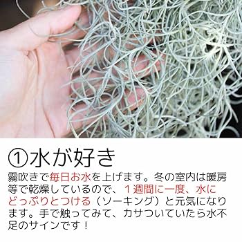 Amazon｜超特大サイズのスパニッシュモス （90cm over